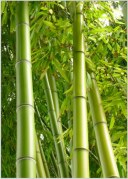 Bamboo