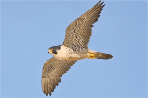 Peregrine Large