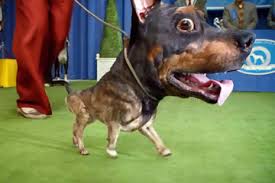 Doberhuahua